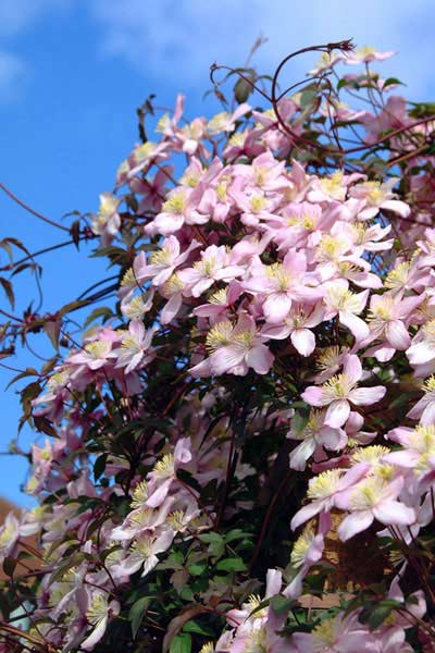 flower25