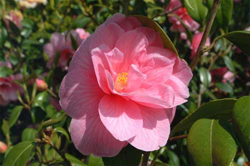 flower26