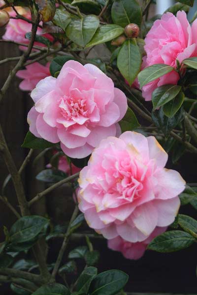 flower27