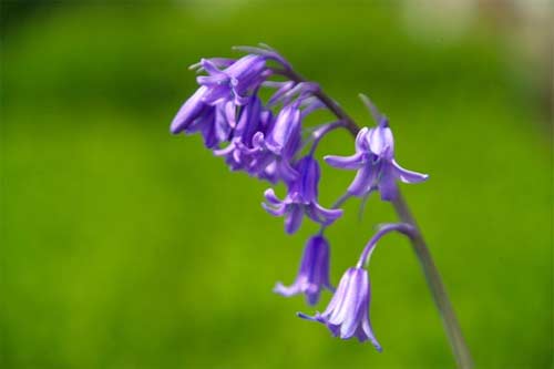 flower28