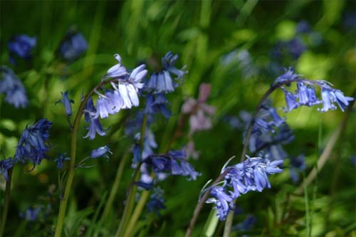 flower29
