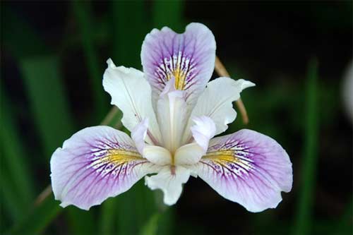 flower3