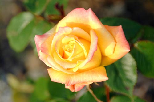 flower30
