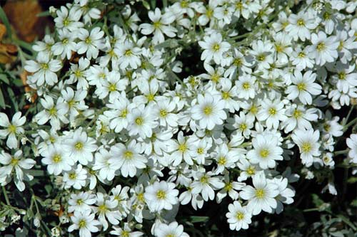 flower4