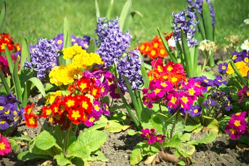 flower5