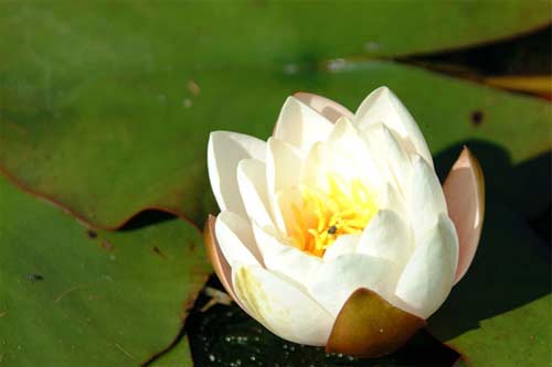 flower7