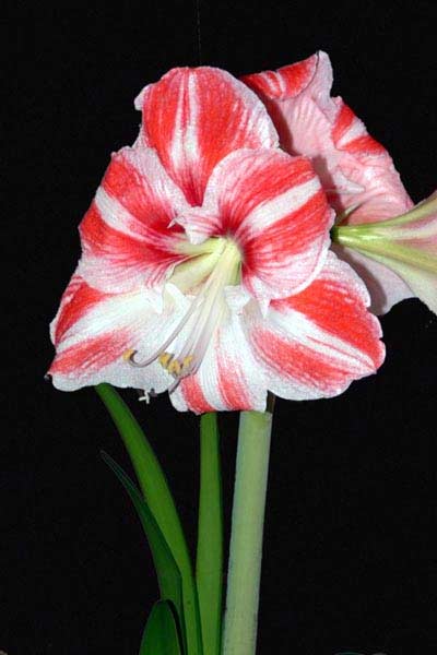 flower8