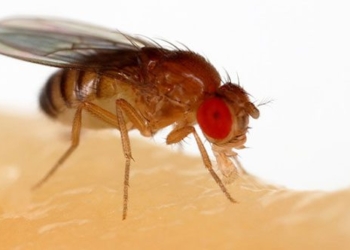 fly reducing your childs dreams different from your partner due to sleeping pills 124954
