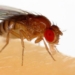 fly reducing your childs dreams different from your partner due to sleeping pills 124954