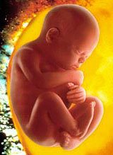 foetus2