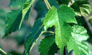 food for people with chronic bronchitis 6353