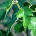 food for people with chronic bronchitis 6353