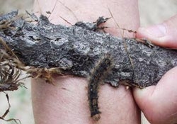 forest at risk from harmful organisms destruction 6120