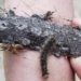 forest at risk from harmful organisms destruction 6120