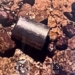 found a dangerous snake in australia 125572