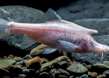 found a new strange fish species with a structure similar to an unknown sung behind the head 125506