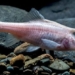 found a new strange fish species with a structure similar to an unknown sung behind the head 125506