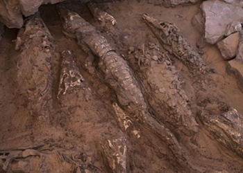 found alligator mummy with head secrets in dreams where is egypt 125423