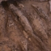 found alligator mummy with head secrets in dreams where is egypt 125423