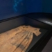 found wedding ring silver in 500 year old shipwreck 125900