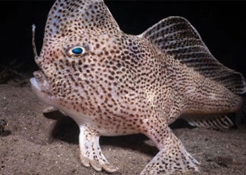 french photographer captures a type of fish using his hands 125945