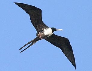 frigatebird