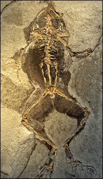 Specimen found in Spain
