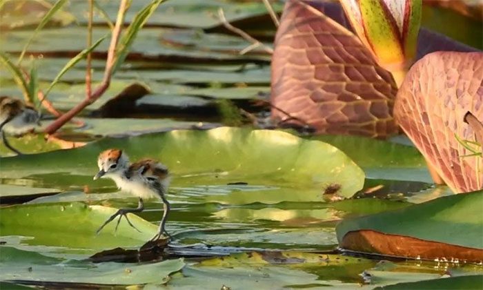 This unique wading bird has very long toes.