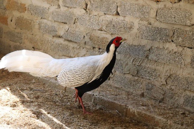 White Pheasant