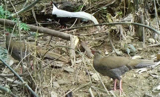 Management Board of Pù Hu Nature Reserve discovers 5 individuals of white pheasants and golden-breasted pheasants.