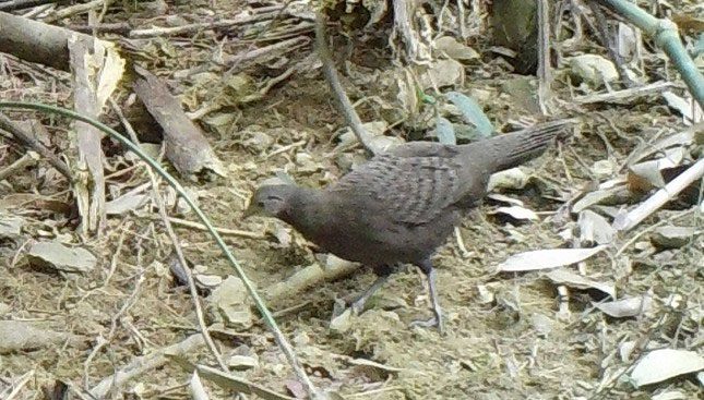 Golden-breasted Pheasant