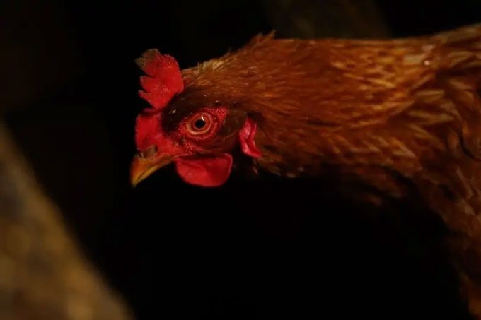 The chicken's retina contains photoreceptor cells similar to those of humans