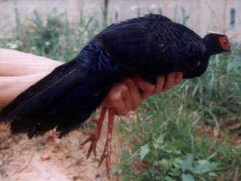 White-crested Kalij Pheasant discovered in Quang Tri