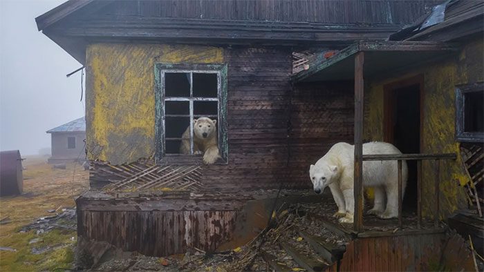 A polar bear moving towards an abandoned weather station in Kolyuchin, Russia.