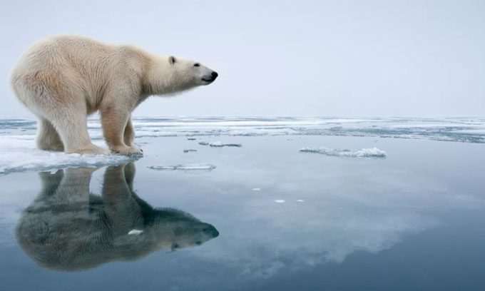 Polar Bear