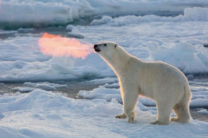 The image of the polar bear appearing to breathe fire has sparked much debate in the online community.