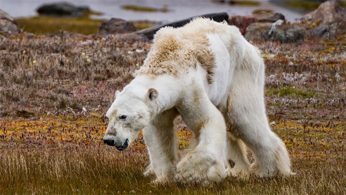 A starving polar bear staggering in search of food.