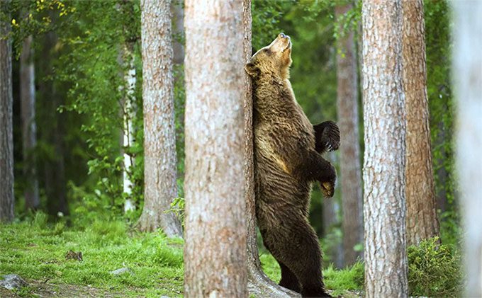 Bears rub their backs against tree trunks to repel ticks on their bodies.