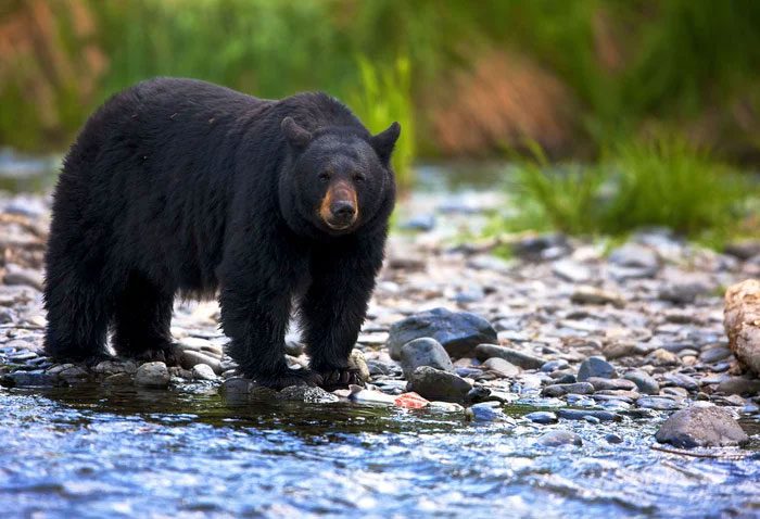 The weight of black bears tends to change with age, sex, health, and season
