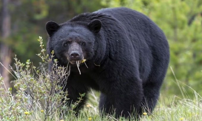 The bear that died from cocaine was a black bear.