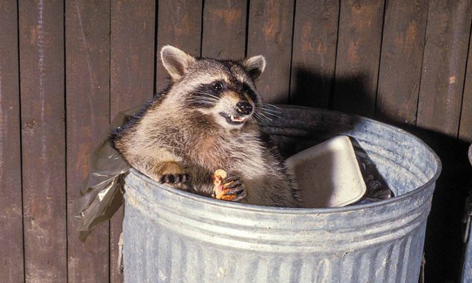 Raccoon