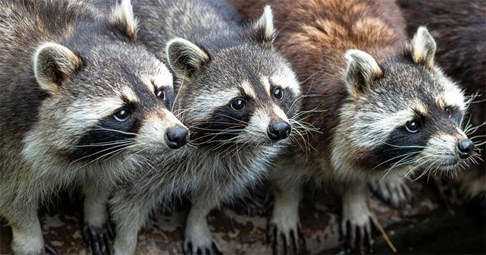 The American raccoon is the animal with the highest potential risk of rabies in the United States.