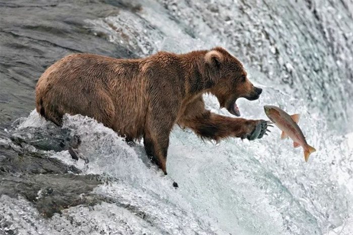 Brown bear hunting salmon in Alaska