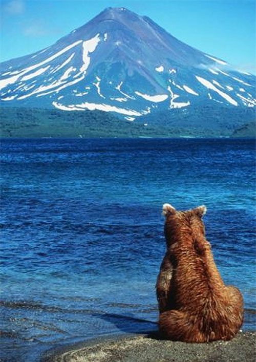 Bears can be found all over the world.