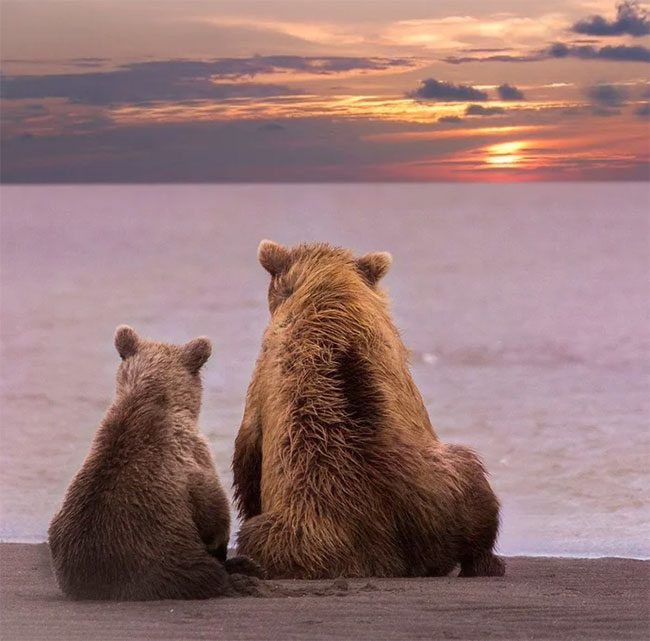 Bears are very intelligent.