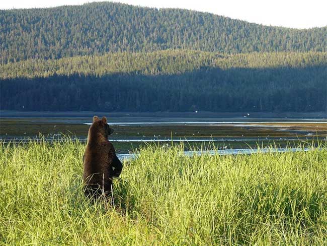 Brown bears are the most common species of bears in the world.
