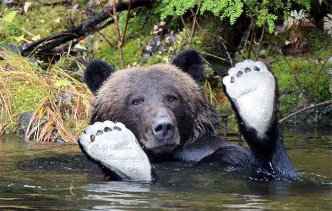 Bears soaking in water.