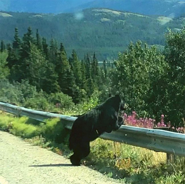 Wild bears displaying unusual behavior, like standing or sitting still in specific locations.