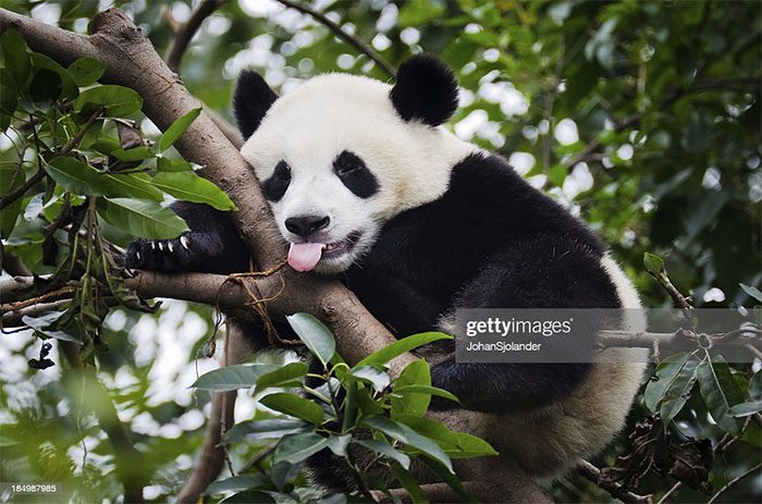 Pandas