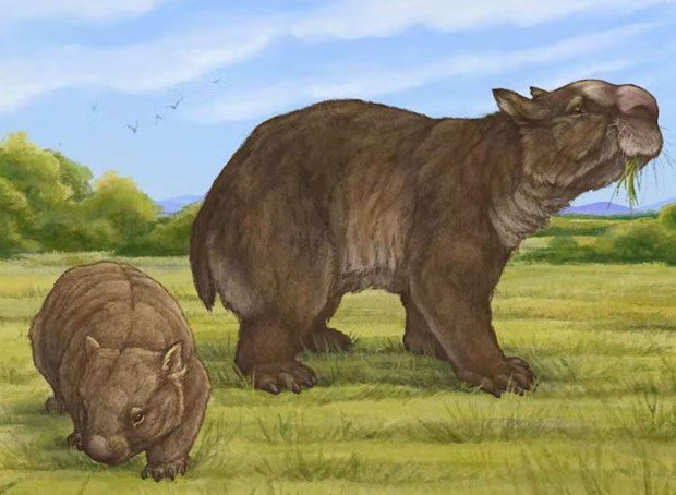 Reconstruction of the giant marsupial Ramsayia (right) alongside a modern marsupial.